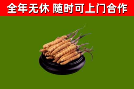 漳浦回收散虫草