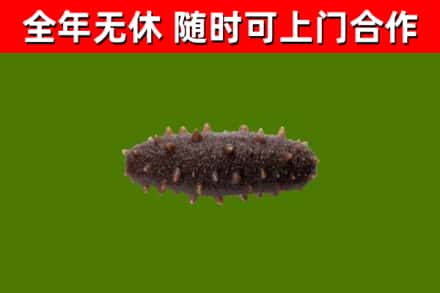 漳浦回收海参干